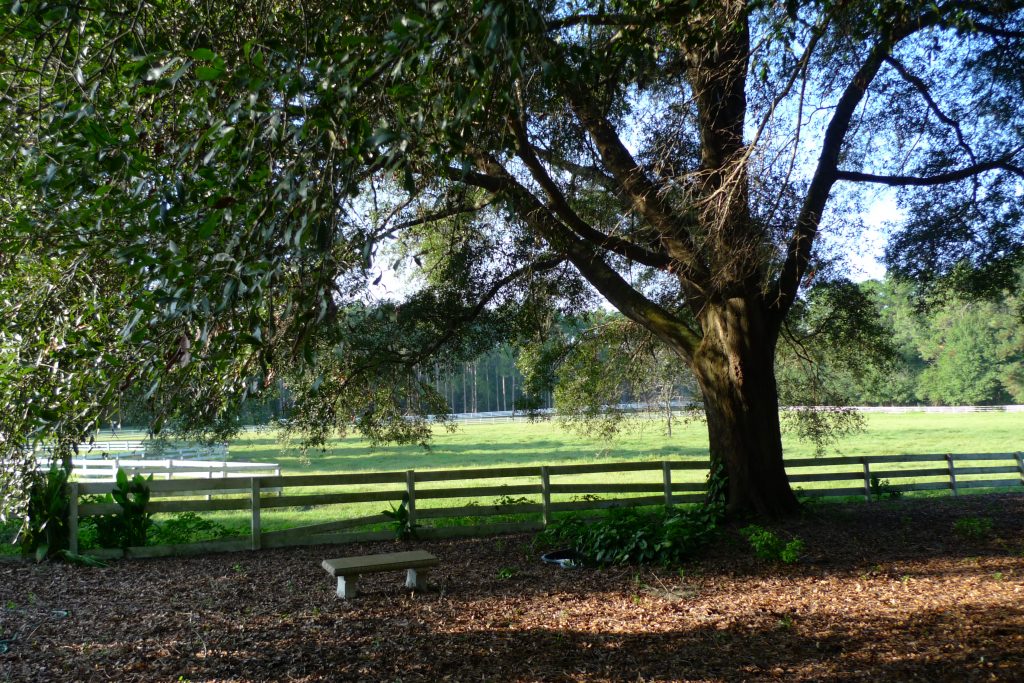 Haile Plantation neighborhoods Gainesville Life