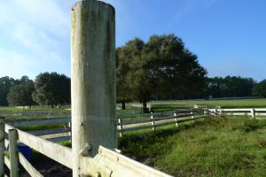 Photo of Haile Plantation horse pasture Gainesville FL