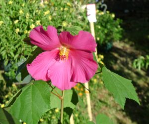 Flower in Gainesville's Haile Plantation neighborhood