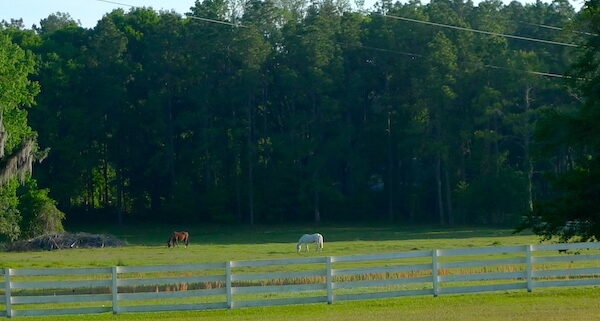 Haile Plantation horse pasture