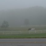 Gainesville horse properties