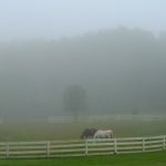 Horses in pasture in Gainesville FL