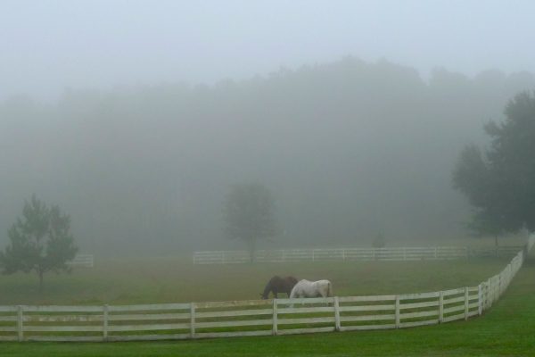Gainesville horse properties