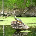 Turtle on Santa Fe River kayak trip