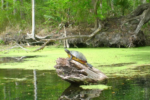 Turtle on Santa Fe River kayak trip