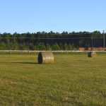 Hay bales in a field in Gainesville Florida