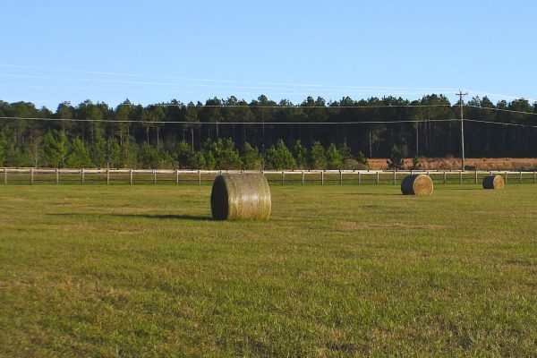 Hay bales in a field in Gainesville Florida