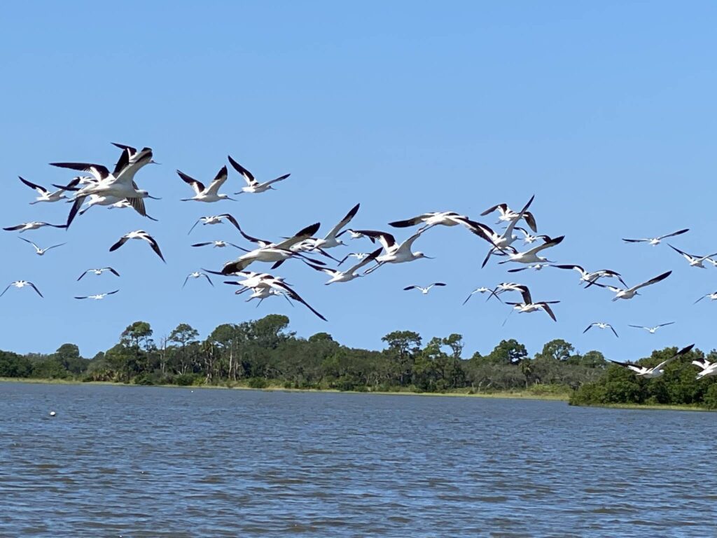 Cedar Key Atsena Otie birds