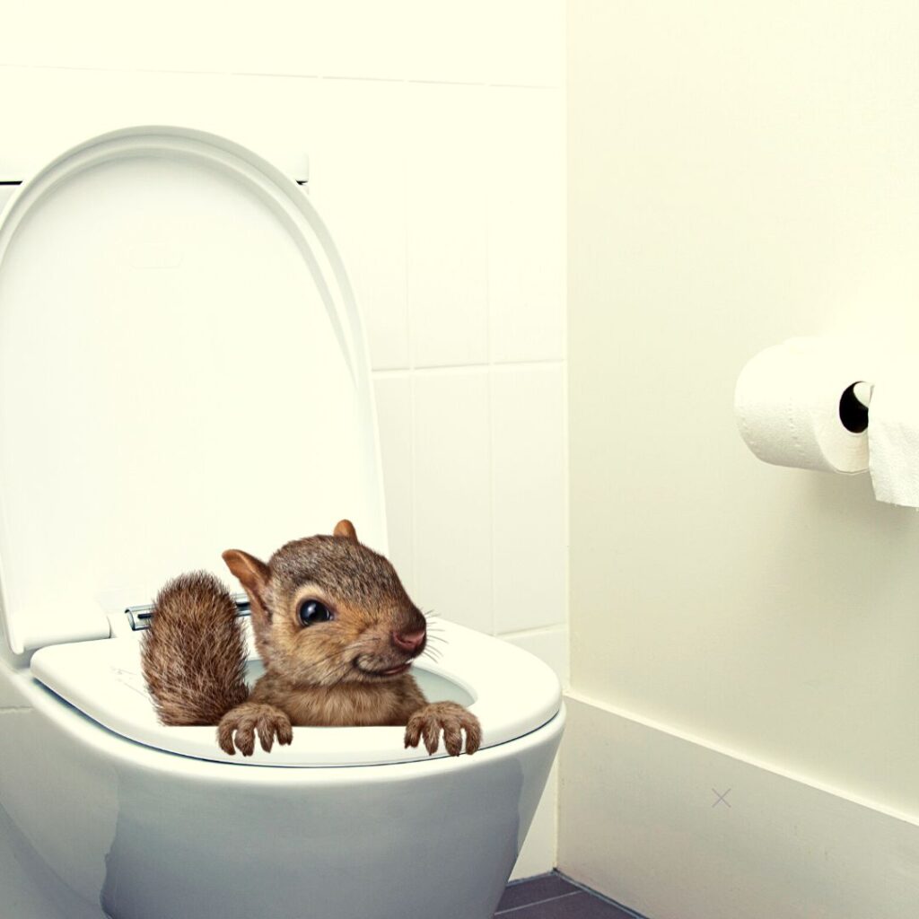 Squirrel in toilet photo thanks to miracle of Canva.